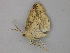  (Syncirsodes AH13Cl - BC ZSM Lep 26711)  @13 [ ] CreativeCommons - Attribution Non-Commercial Share-Alike (2010) Unspecified SNSB, Zoologische Staatssammlung Muenchen