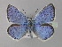  (Polyommatus dorylas - BC ZSM Lep 30666)  @14 [ ] Copyright (2010) Unspecified SNSB, Zoologische Staatssammlung Muenchen
