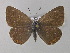  (Polyommatus AH01By - BC ZSM Lep 30734)  @11 [ ] Copyright (2010) Unspecified SNSB, Zoologische Staatssammlung Muenchen