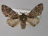  (Notodonta dromedarius - BC ZSM Lep 31831)  @14 [ ] Copyright (2010) Unspecified SNSB, Zoologische Staatssammlung Muenchen