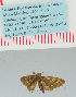  (Eupithecia karischi - BC ZSM Lep 32386)  @12 [ ] Copyright (2010) Unspecified SNSB, Zoologische Staatssammlung Muenchen