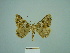  (Selidosema combustaria - BC ZSM Lep 86111)  @14 [ ] CreativeCommons - Attribution Non-Commercial Share-Alike (2015) Axel Hausmann/Bavarian State Collection of Zoology (ZSM) SNSB, Zoologische Staatssammlung Muenchen