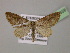  (Eupithecia AH1Et - BC ZSM Lep 13858)  @11 [ ] CreativeCommons - Attribution Non-Commercial Share-Alike (2010) Unspecified SNSB, Zoologische Staatssammlung Muenchen