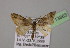  (Eupithecia dilucidaAH15Et - BC ZSM Lep 13863)  @11 [ ] CreativeCommons - Attribution Non-Commercial Share-Alike (2010) Unspecified SNSB, Zoologische Staatssammlung Muenchen
