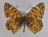  (Melitaea phoebe telona - BC ZSM Lep 33951)  @14 [ ] CreativeCommons - Attribution Non-Commercial Share-Alike (2010) Unspecified SNSB, Zoologische Staatssammlung Muenchen