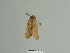  (Hepialus sylvina - BC ZSM Lep 84932)  @11 [ ] CreativeCommons - Attribution Non-Commercial Share-Alike (2014) Axel Hausmann/Bavarian State Collection of Zoology (ZSM) SNSB, Zoologische Staatssammlung Muenchen