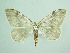  ( - BC ZSM Lep 88037)  @13 [ ] CreativeCommons - Attribution Non-Commercial Share-Alike (2015) Axel Hausmann/Bavarian State Collection of Zoology (ZSM) SNSB, Zoologische Staatssammlung Muenchen