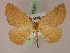  (Microclysia piersonae - BC ZSM Lep 07661)  @14 [ ] CreativeCommons - Attribution Non-Commercial Share-Alike (2010) Unspecified SNSB, Zoologische Staatssammlung Muenchen