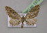 (Eupithecia mendosariaAH03Et - BC ZSM Lep 13725)  @14 [ ] CreativeCommons - Attribution Non-Commercial Share-Alike (2010) Unspecified SNSB, Zoologische Staatssammlung Muenchen