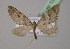  (Eupithecia dilucidaAH05Et - BC ZSM Lep 13728)  @14 [ ] CreativeCommons - Attribution Non-Commercial Share-Alike (2010) Unspecified SNSB, Zoologische Staatssammlung Muenchen