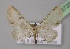  (Eupithecia AH10Et - BC ZSM Lep 13729)  @13 [ ] CreativeCommons - Attribution Non-Commercial Share-Alike (2010) Unspecified SNSB, Zoologische Staatssammlung Muenchen