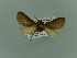  (Metarctia MO02Ca - BC ZSM Lep 76638)  @12 [ ] CreativeCommons - Attribution Non-Commercial Share-Alike (2013) Axel Hausmann/Bavarian State Collection of Zoology (ZSM) SNSB, Zoologische Staatssammlung Muenchen