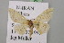  (Idaea AH02Ir - BC ZSM Lep 07222)  @11 [ ] CreativeCommons - Attribution Non-Commercial Share-Alike (2010) Unspecified SNSB, Zoologische Staatssammlung Muenchen