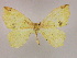  (Epigynopteryx MS01Et - BC ZSM Lep 09914)  @13 [ ] CreativeCommons - Attribution Non-Commercial Share-Alike (2010) Unspecified SNSB, Zoologische Staatssammlung Muenchen