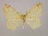  (Epigynopteryx AH04Et - BC ZSM Lep 10003)  @13 [ ] CreativeCommons - Attribution Non-Commercial Share-Alike (2010) Unspecified SNSB, Zoologische Staatssammlung Muenchen