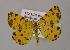  (Pseudopanthera maculata - BC ZSM Lep 14240)  @11 [ ] Copyright (2010) Unspecified SNSB, Zoologische Staatssammlung Muenchen