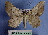  (Orsonoba clelia - BC ZSM Lep 16807)  @13 [ ] Copyright (2010) Unspecified SNSB, Zoologische Staatssammlung Muenchen