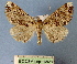  (Cleora bukidnonensis - BC ZSM Lep 16828)  @14 [ ] Copyright (2010) Unspecified SNSB, Zoologische Staatssammlung Muenchen