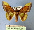  (Fascellina pulchracoda - BC ZSM Lep 16841)  @13 [ ] Copyright (2010) Unspecified SNSB, Zoologische Staatssammlung Muenchen