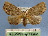  (Achrosis multidentata - BC ZSM Lep 16864)  @14 [ ] Copyright (2010) Unspecified SNSB, Zoologische Staatssammlung Muenchen