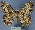  (Amblychia insueta - BC ZSM Lep 16873)  @14 [ ] Copyright (2010) Unspecified SNSB, Zoologische Staatssammlung Muenchen