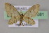  (Idaea AH01Br - BC ZSM Lep 17081)  @14 [ ] CreativeCommons - Attribution Non-Commercial Share-Alike (2010) Unspecified SNSB, Zoologische Staatssammlung Muenchen