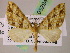  (Psaliodes AH61Ec - BC ZSM Lep 05294)  @11 [ ] CreativeCommons - Attribution Non-Commercial Share-Alike (2010) Unspecified SNSB, Zoologische Staatssammlung Muenchen