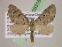  (Eupithecia AH52Ec - BC ZSM Lep 05315)  @11 [ ] CreativeCommons - Attribution Non-Commercial Share-Alike (2010) Unspecified SNSB, Zoologische Staatssammlung Muenchen