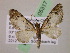  (Eupithecia AH54Ec - BC ZSM Lep 05317)  @11 [ ] CreativeCommons - Attribution Non-Commercial Share-Alike (2010) Unspecified SNSB, Zoologische Staatssammlung Muenchen