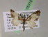  (Eupithecia AH55Ec - BC ZSM Lep 05318)  @12 [ ] CreativeCommons - Attribution Non-Commercial Share-Alike (2010) Unspecified SNSB, Zoologische Staatssammlung Muenchen