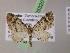  (Eupithecia AH57Ec - BC ZSM Lep 05320)  @13 [ ] CreativeCommons - Attribution Non-Commercial Share-Alike (2010) Unspecified SNSB, Zoologische Staatssammlung Muenchen