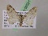  (Eupithecia AH58Ec - BC ZSM Lep 05321)  @12 [ ] CreativeCommons - Attribution Non-Commercial Share-Alike (2010) Unspecified SNSB, Zoologische Staatssammlung Muenchen