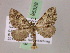  (Eupithecia AH65Ec - BC ZSM Lep 05328)  @11 [ ] CreativeCommons - Attribution Non-Commercial Share-Alike (2010) Unspecified SNSB, Zoologische Staatssammlung Muenchen