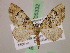  (Eupithecia AH69Ec - BC ZSM Lep 05332)  @11 [ ] CreativeCommons - Attribution Non-Commercial Share-Alike (2010) Unspecified SNSB, Zoologische Staatssammlung Muenchen