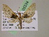  (Eupithecia AH71Ec - BC ZSM Lep 05334)  @13 [ ] CreativeCommons - Attribution Non-Commercial Share-Alike (2010) Unspecified SNSB, Zoologische Staatssammlung Muenchen