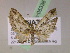  (Eupithecia AH73Ec - BC ZSM Lep 05336)  @13 [ ] CreativeCommons - Attribution Non-Commercial Share-Alike (2010) Unspecified SNSB, Zoologische Staatssammlung Muenchen