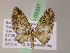 (Eupithecia AH14Ec - BC ZSM Lep 05337)  @14 [ ] CreativeCommons - Attribution Non-Commercial Share-Alike (2010) Unspecified SNSB, Zoologische Staatssammlung Muenchen