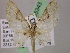  (Eupithecia AH80Ec - BC ZSM Lep 05343)  @11 [ ] CreativeCommons - Attribution Non-Commercial Share-Alike (2010) Unspecified SNSB, Zoologische Staatssammlung Muenchen