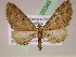  (Eupithecia AH82Ec - BC ZSM Lep 05345)  @11 [ ] CreativeCommons - Attribution Non-Commercial Share-Alike (2010) Unspecified SNSB, Zoologische Staatssammlung Muenchen