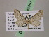  (Eupithecia AH84Ec - BC ZSM Lep 05347)  @11 [ ] CreativeCommons - Attribution Non-Commercial Share-Alike (2010) Unspecified SNSB, Zoologische Staatssammlung Muenchen