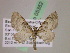  (Eupithecia AH89Ec - BC ZSM Lep 05352)  @11 [ ] CreativeCommons - Attribution Non-Commercial Share-Alike (2010) Unspecified SNSB, Zoologische Staatssammlung Muenchen