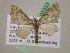  (Eupithecia AH90Ec - BC ZSM Lep 05353)  @11 [ ] CreativeCommons - Attribution Non-Commercial Share-Alike (2010) Unspecified SNSB, Zoologische Staatssammlung Muenchen