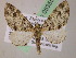  (Eupithecia AH92Ec - BC ZSM Lep 05355)  @11 [ ] CreativeCommons - Attribution Non-Commercial Share-Alike (2010) Unspecified SNSB, Zoologische Staatssammlung Muenchen