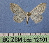  (Idaea minuscularia - BC ZSM Lep 12101)  @13 [ ] Copyright (2010) Unspecified SNSB, Zoologische Staatssammlung Muenchen