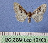  (Idaea mustelata - BC ZSM Lep 12109)  @13 [ ] Copyright (2010) Unspecified SNSB, Zoologische Staatssammlung Muenchen
