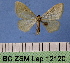  (Idaea alicantaria - BC ZSM Lep 12120)  @13 [ ] Copyright (2010) Unspecified SNSB, Zoologische Staatssammlung Muenchen