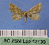  (Idaea fractilineata - BC ZSM Lep 12130)  @11 [ ] Copyright (2010) Unspecified SNSB, Zoologische Staatssammlung Muenchen
