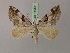  (Aplocera praeformata - BC ZSM Lep 15051)  @15 [ ] CreativeCommons - Attribution Non-Commercial Share-Alike (2010) Unspecified SNSB, Zoologische Staatssammlung Muenchen