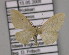  (Idaea troglodytaria - BC ZSM Lep 15082)  @13 [ ] CreativeCommons - Attribution Non-Commercial Share-Alike (2010) Unspecified SNSB, Zoologische Staatssammlung Muenchen