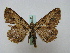  (Ephemerophila anaplagiataAH01 - BC ZSM Lep 16221)  @14 [ ] CreativeCommons - Attribution Non-Commercial Share-Alike (2010) Unspecified SNSB, Zoologische Staatssammlung Muenchen